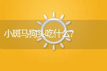 小斑马狗头吃什么？