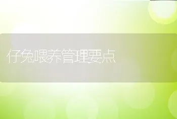 仔兔喂养管理要点