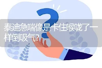 泰迪急喘像是卡住喉咙了一样倒吸气？