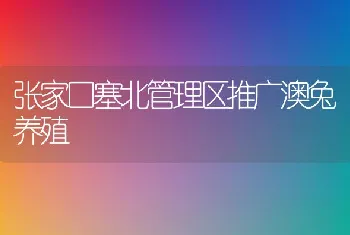 张家口塞北管理区推广澳兔养殖