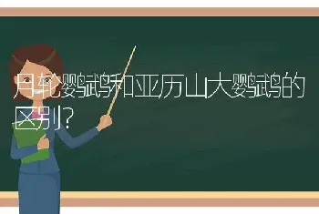 月轮鹦鹉和亚历山大鹦鹉的区别？