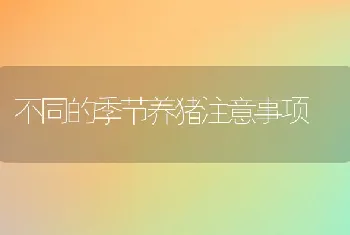 大规格青虾池塘生态养殖技术