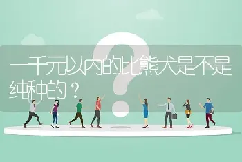 一千元以内的比熊犬是不是纯种的？