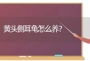 黄头侧耳龟怎么养？