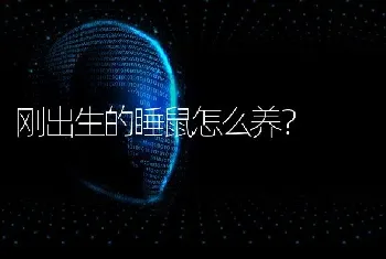 博美俊介比熊哪个更好？