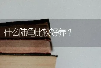 什么陆龟比较好养？