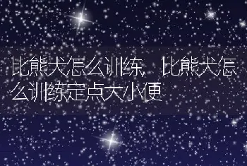 比熊犬怎么训练，比熊犬怎么训练定点大小便