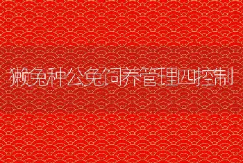 獭兔种公兔饲养管理四控制