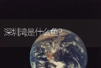 深圳湾是什么鱼？