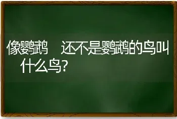 像鹦鹉 还不是鹦鹉的鸟叫 什么鸟？