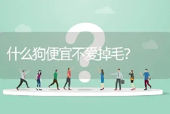 什么狗便宜不爱掉毛？