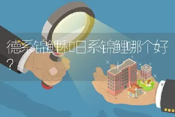 德系锦鲤和日系锦鲤哪个好？