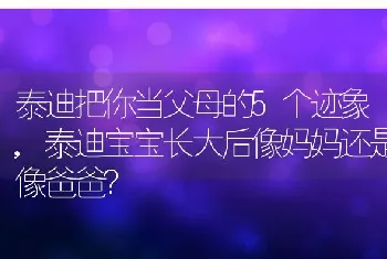 泰迪把你当父母的5个迹象，泰迪宝宝长大后像妈妈还是像爸爸？