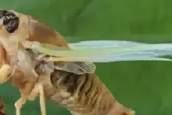 金蝉养殖和野生的区别