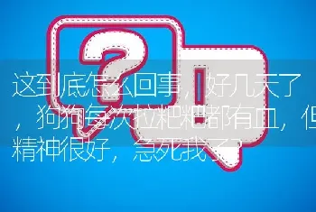 这到底怎么回事，好几天了，狗狗每次拉粑粑都有血，但精神很好，急死我了？