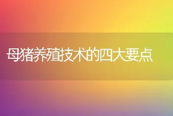 母猪养殖技术的四大要点