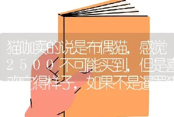 猫咖卖的说是布偶猫，感觉2500不可能买到，但是喜欢它得样子，如果不是暹罗猫冒充，我就想2500买？