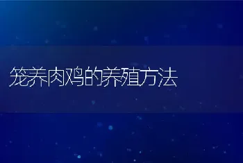 笼养肉鸡的养殖方法