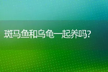 斑马鱼和乌龟一起养吗？