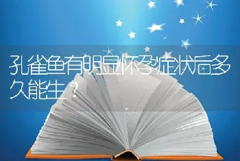 孔雀鱼有明显怀孕症状后多久能生？