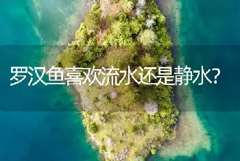 罗汉鱼喜欢流水还是静水？