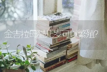 金吉拉母猫几岁可以繁殖？