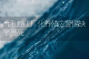 九孔鲍工厂化养殖应警惕缺氧暴死