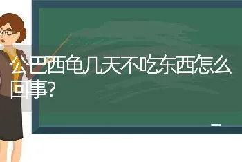 为什么猫咪的毛变色了？