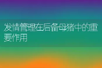 发情管理在后备母猪中的重要作用