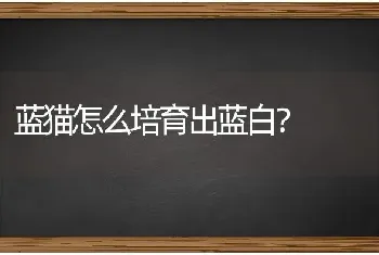 什么宠物最适合人类养？