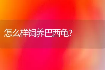 怎么样饲养巴西龟？