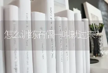 三个月德牧体重多少属正常？