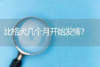 比格犬几个月开始发情？