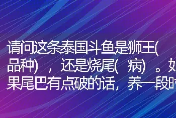 请问这条泰国斗鱼是狮王(品种)，还是烧尾(病)。如果尾巴有点破的话，养一段时间可以好吗？ 我有？