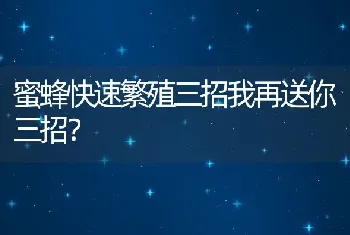 蜜蜂快速繁殖三招我再送你三招？