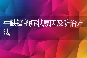 牛缺锰的症状原因及防治方法