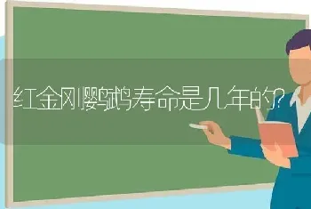 红金刚鹦鹉寿命是几年的？