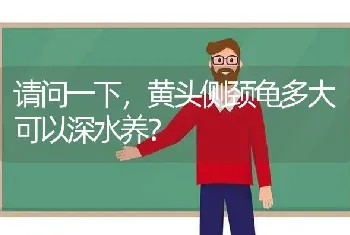 串串金吉拉会有长毛么？