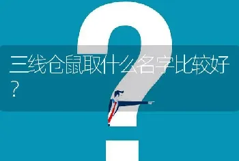 三线仓鼠取什么名字比较好？