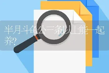 半月斗鱼公三条以上能一起养？