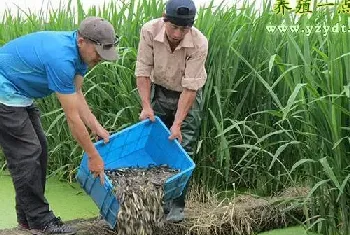 泥鳅万能套养技术大全--套养混养百搭效益高