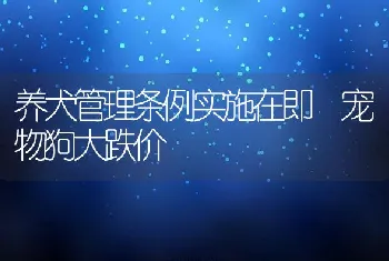 养犬管理条例实施在即 宠物狗大跌价