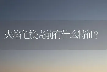 火焰龟换壳前有什么特征？