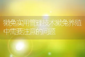 獭兔实用管理技术獭兔养殖中需要注意的问题