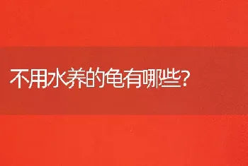 不用水养的龟有哪些？