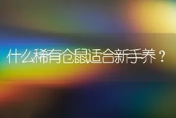 什么稀有仓鼠适合新手养？