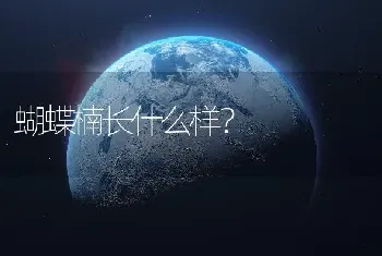 蝴蝶楠长什么样？