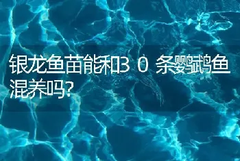 银龙鱼苗能和30条鹦鹉鱼混养吗？