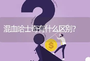 混血哈士奇有什么区别？