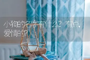 小狗的名字有什么?有点,爱情的？